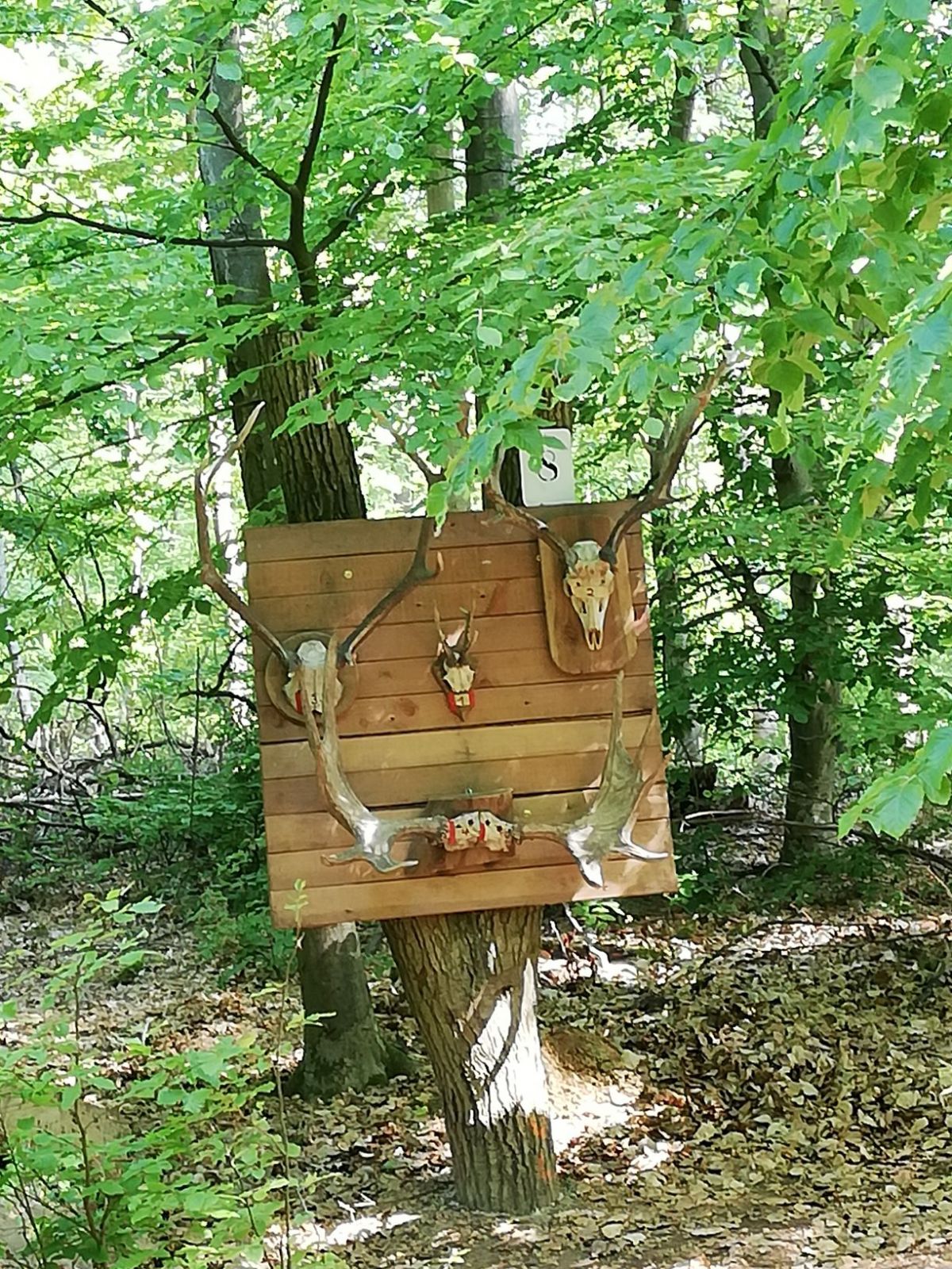 Jugendwaldspiele 3.jpg